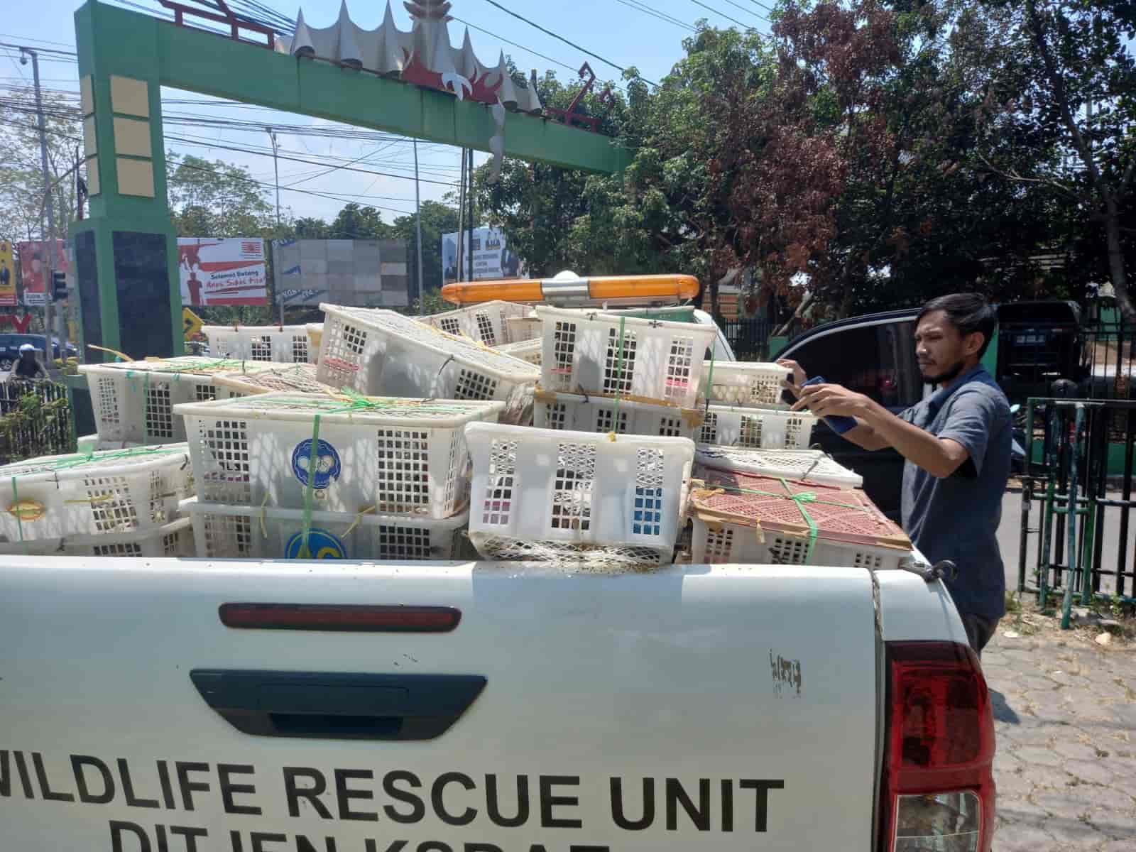 BKSDA SKW III Lampung dan NGO Flight Gagalkan Penyelundupan Ribuan Burung Hutan Ilegal Asal Jambi
